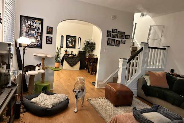 House sit in Conshohocken, PA, US