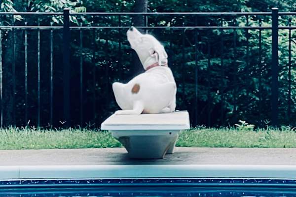 House sit in Knoxville, TN, US