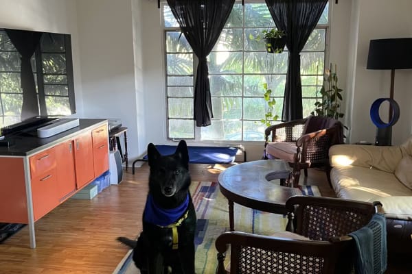 House sit in Los Angeles, CA, US