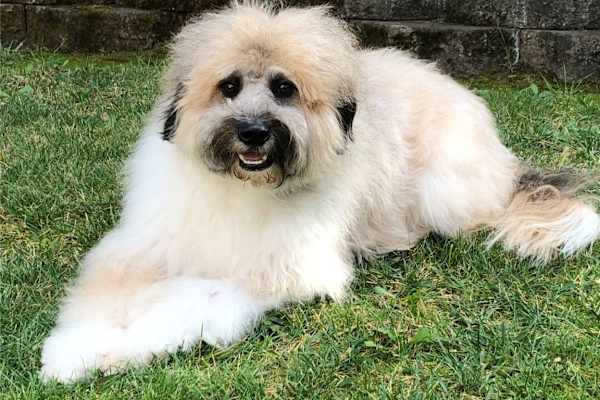 House sit in Oceanside, CA, US