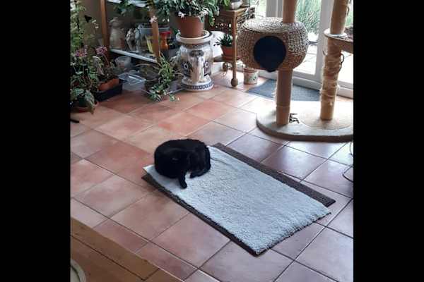 House sit in Salisbury, United Kingdom