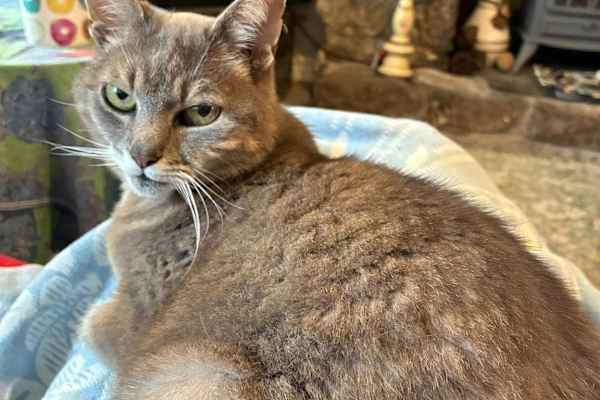 House sit in Penzance, United Kingdom