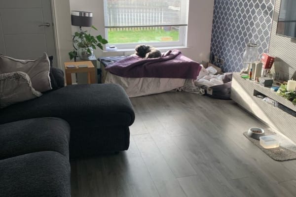 House sit in Dundee, United Kingdom