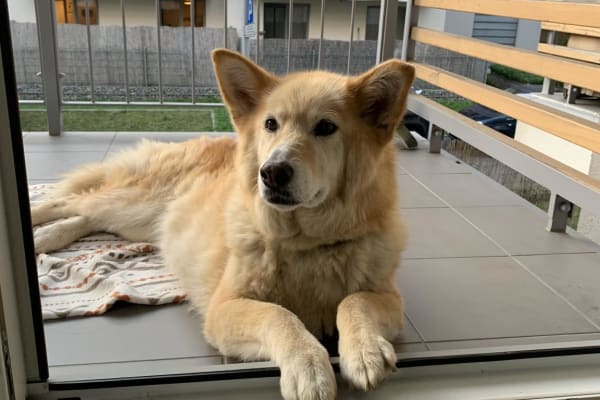 House sit in Kraków, Poland