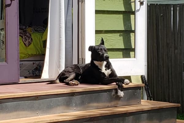 House Sitting In Bothell Wa Us Trustedhousesitters Com