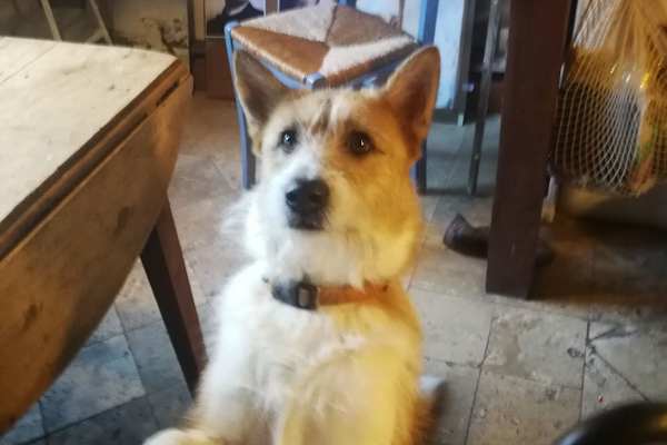 House sit in Thenon, France