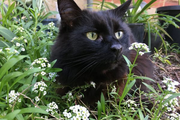 House sit in Melbourne, VIC, Australia