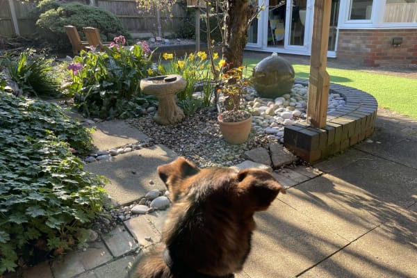 House sit in Thatcham, United Kingdom