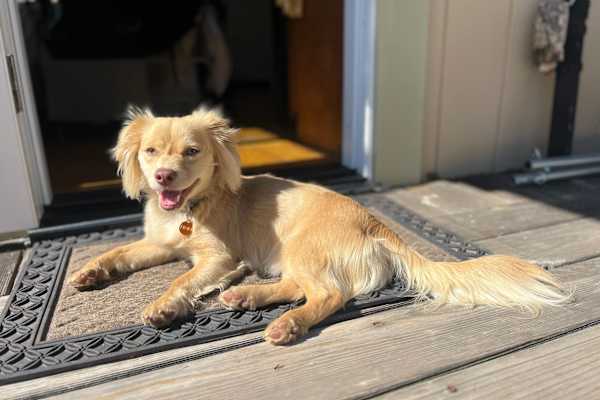 House sit in Fairfax, CA, US