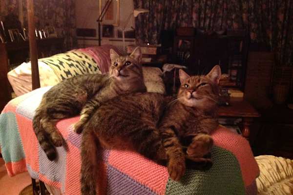 House sit in Royal Tunbridge Wells, United Kingdom