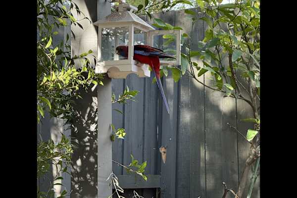 House sit in Melbourne, VIC, Australia