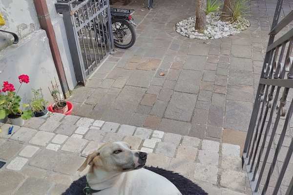 House sit in Pescara, Italy