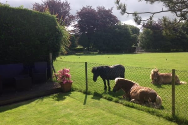 House sit in Dummer, United Kingdom