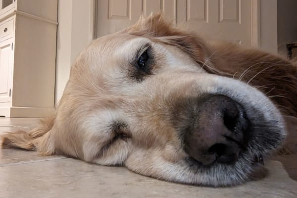 House sit in Bacchus Marsh, VIC, Australia