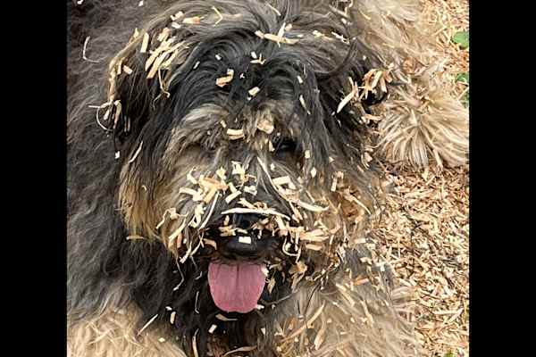 House sit in Bridport, United Kingdom