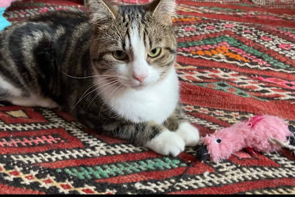 House sit in Montréal, QC, Canada