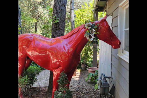 House sit in Saint Helena, CA, US