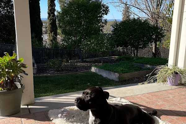 House sit in Santa Rosa, CA, US