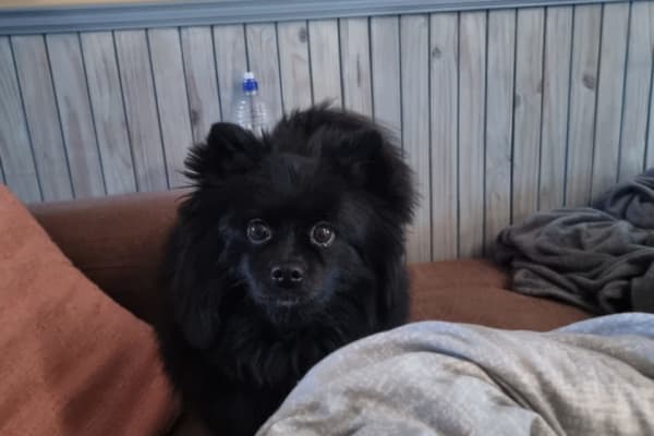 House sit in Diemen, Netherlands