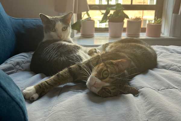 House sit in Borough of Queens, NY, US