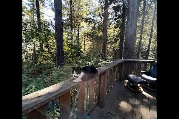 House sit in Mill Valley, CA, US