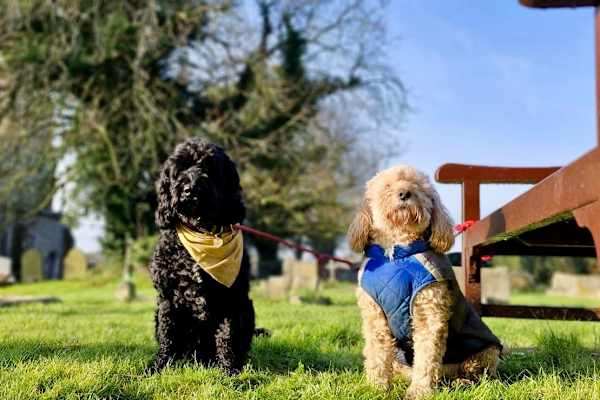 House sit in Wells-next-the-Sea, United Kingdom
