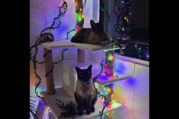 House sit in Ulmarra, NSW, Australia