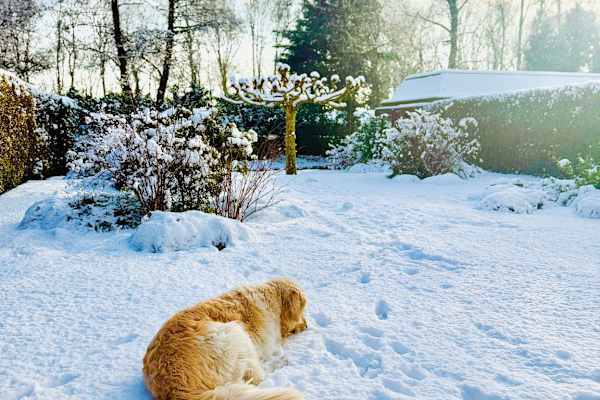 House sit in Aalsmeer, Netherlands