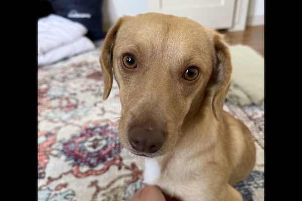 House sit in Culver City, CA, US