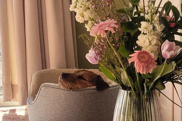 House sit in Dronfield, United Kingdom