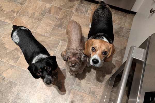House sit in Tigard, OR, US