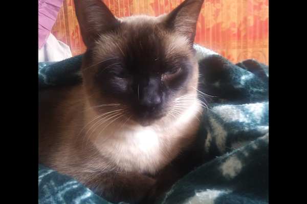 House sit in Naples, FL, US