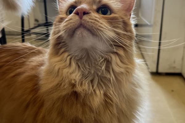 House sit in Hochelaga-Maisonneuve, QC, Canada