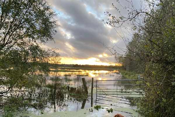 House sit in Beccles, United Kingdom