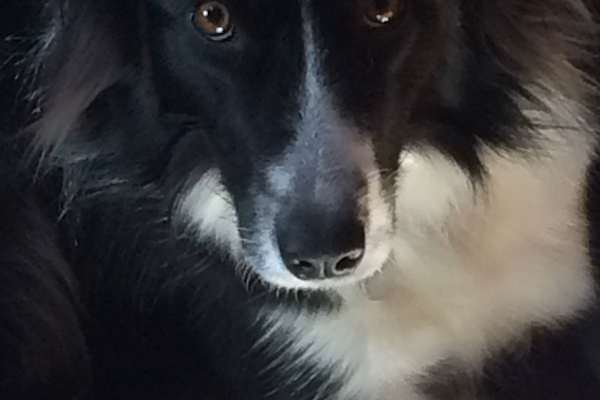 House sit in Easthampton, MA, US