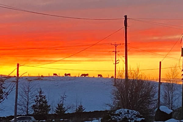 House sit in Haydon Bridge, United Kingdom