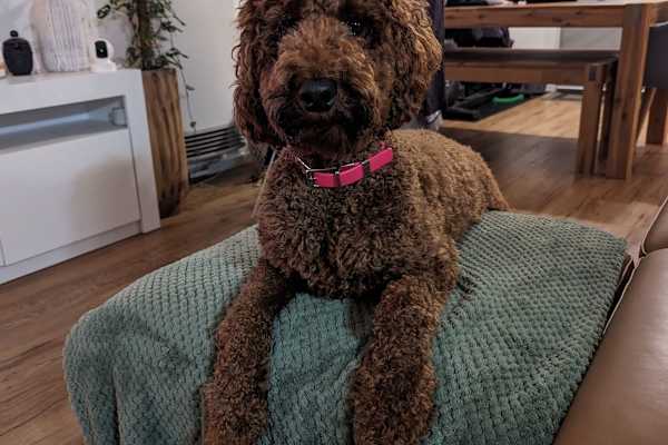 House sit in Frankston East, VIC, Australia