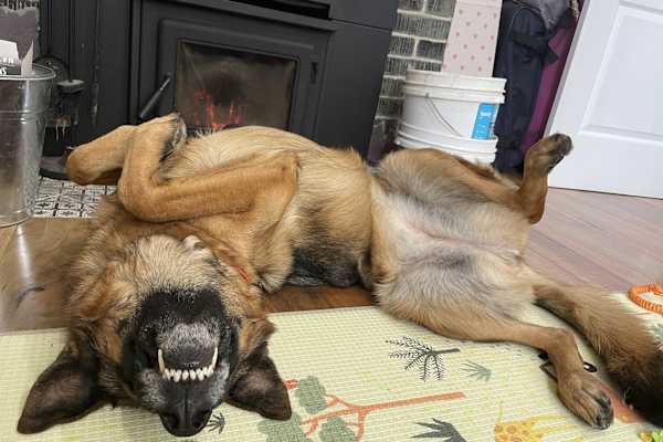 House sit in Bridgetown, WA, Australia