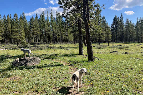 House sit in Portola, CA, US