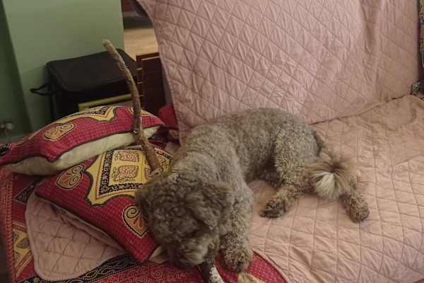 House sit in Treviglio, Italy