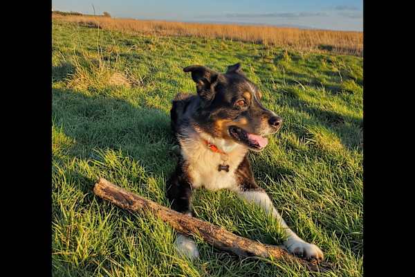 House sit in Warton, United Kingdom