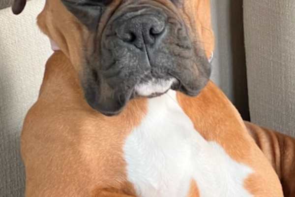 House sit in Toulouse, France