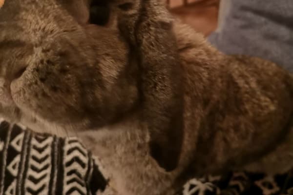 House sit in Gatineau, QC, Canada