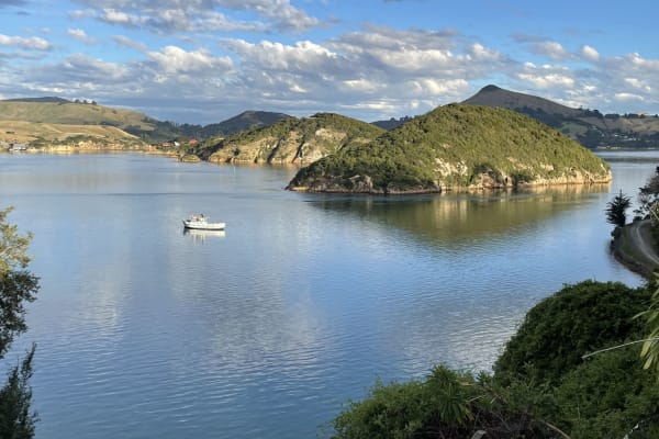 House sit in Dunedin, New Zealand