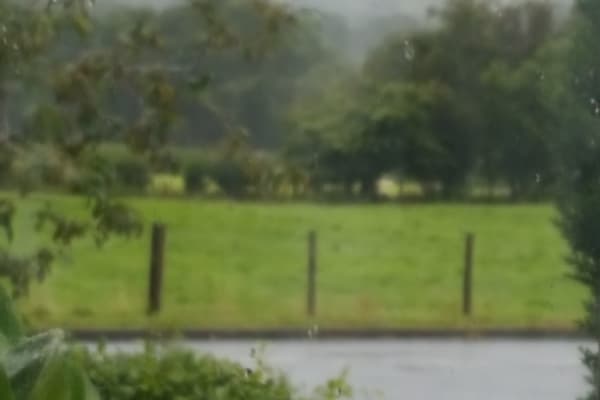 House sit in Carno, United Kingdom