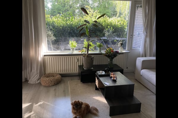 House sit in Hilversum, Netherlands