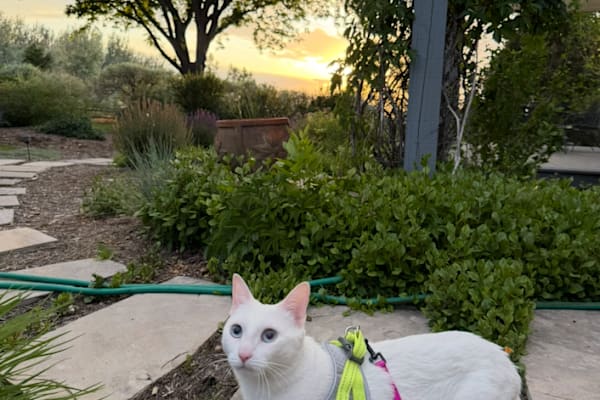 House sit in Longmont, CO, US