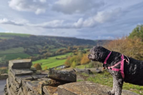 House sit in Halifax, United Kingdom