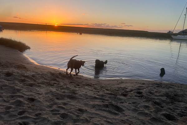 House sit in Uphill, United Kingdom