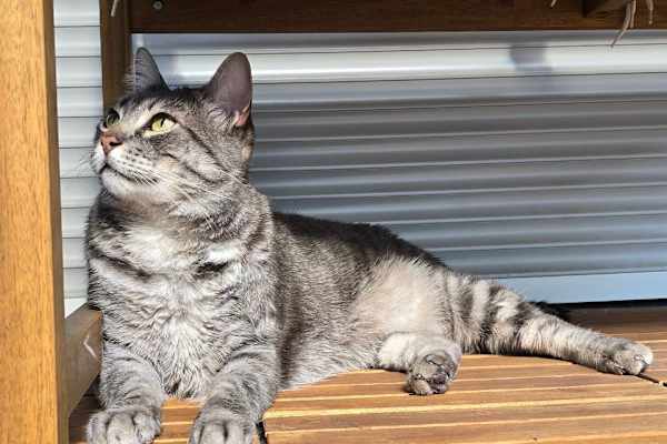 House sit in Böblingen, Germany